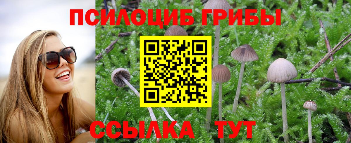 Хабаровск  Галлюциногенные грибы Psilocybine cubensis  Вход с VPN 